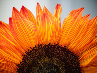 upper half of a sunflower corona against a Gray-blue blurry background