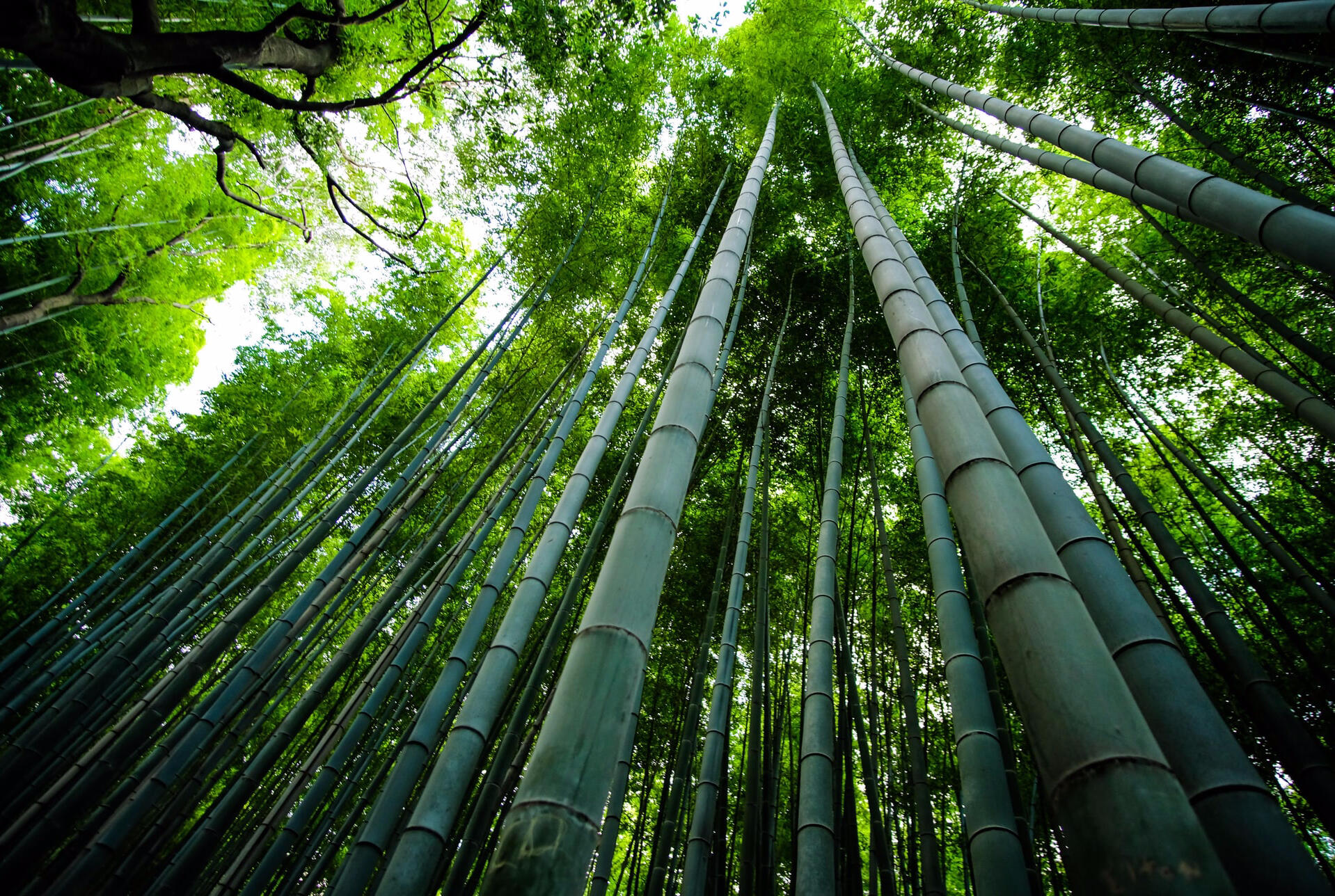 Looking upwards in a bamboo grove