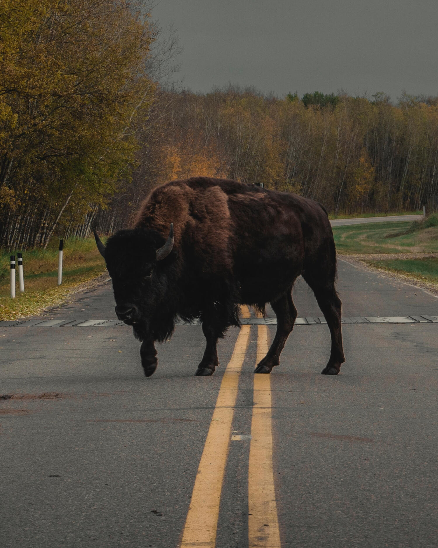 Bison in the centre of a dual carriageway facing the camera